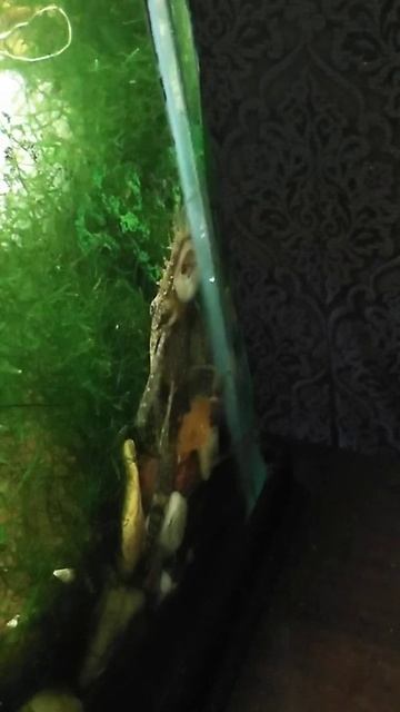 Fish Som ухаживает - икра анциструсов