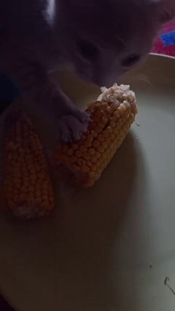 Зёба лупит кукурузку