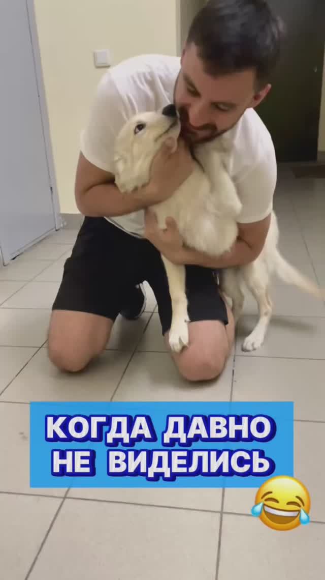 Шобака 🥰 #юмор #смешнаясобака #смешныеживотные #забавныесобаки #забавныеживотные