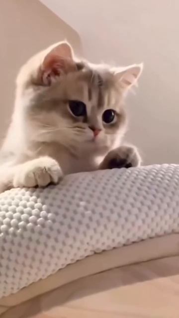 Коты и велосипедисты