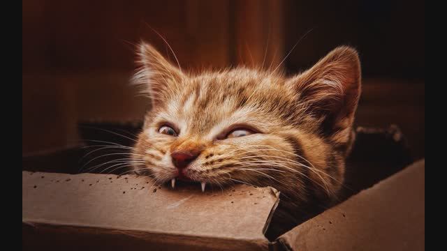 3c1f79dc422cde0fb23e0b07305bf6d8