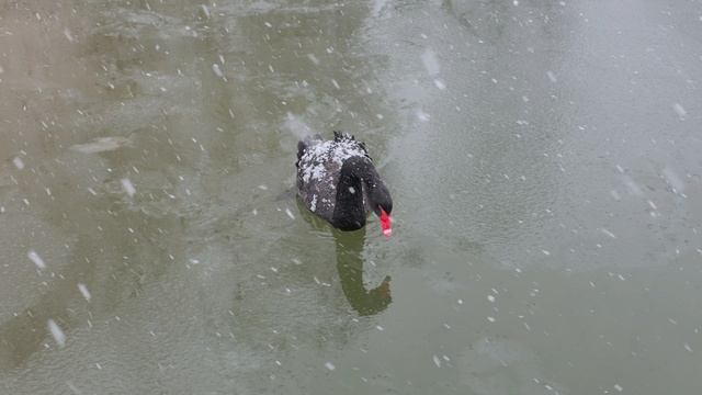 Лебеди на Тёплых озёрах.