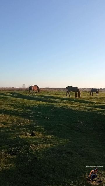 Лошади прекрасны в своей силе, грации и неповторимой красоте...