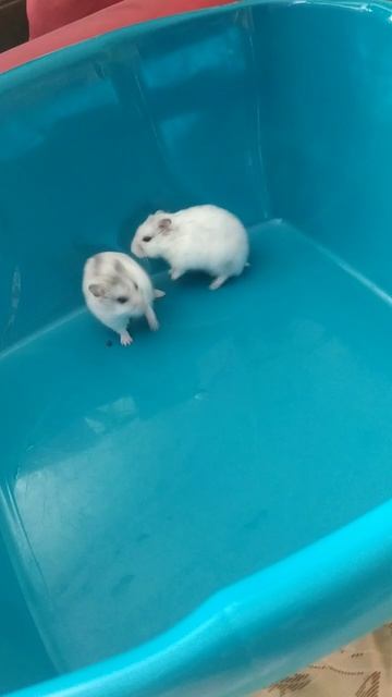 бедный беляш белка как тебе не стыдно