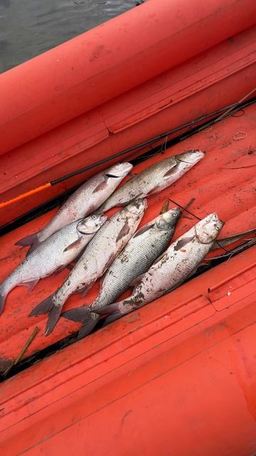 D2ae13bea54b2530591814788204148b