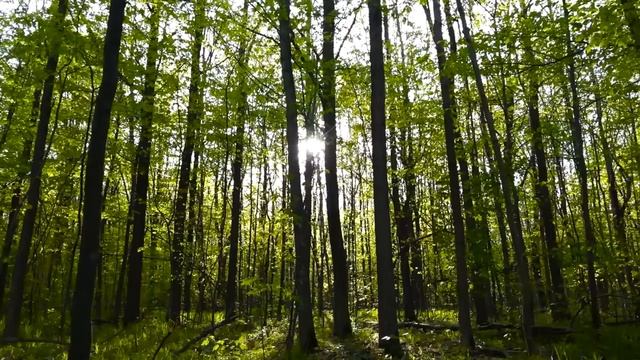 Гаряев-Матрицы.РФ__Могущественная Медитация. Послушав 5 Минут и Тело Начнет Себя Лечить