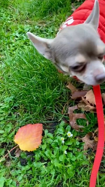 Осознание листопада. Чихуахуа Нина в любимом парке.
