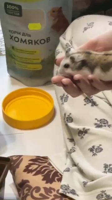 Мира, хомячок.