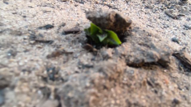 Счастливые Сибиряки!Мои посадки.Обзор огорода .