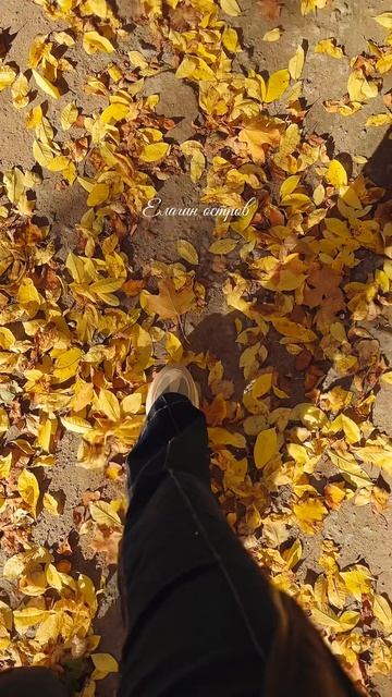 Осень — последняя, самая восхитительная улыбка года. Елагин остров в Санкт-Петербурге 🍁🍂