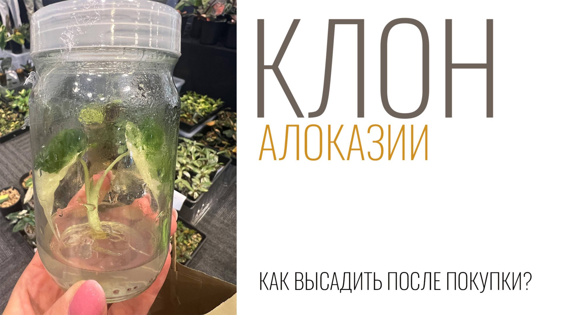 №122. Клон алоказии. Как высадить и адаптировать клона. От банки до взрослого растения.
