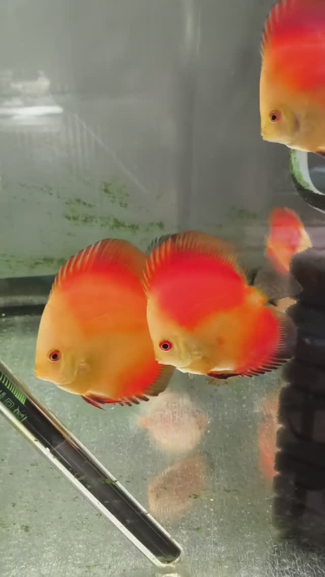 Аквариумные рыбки в Москву