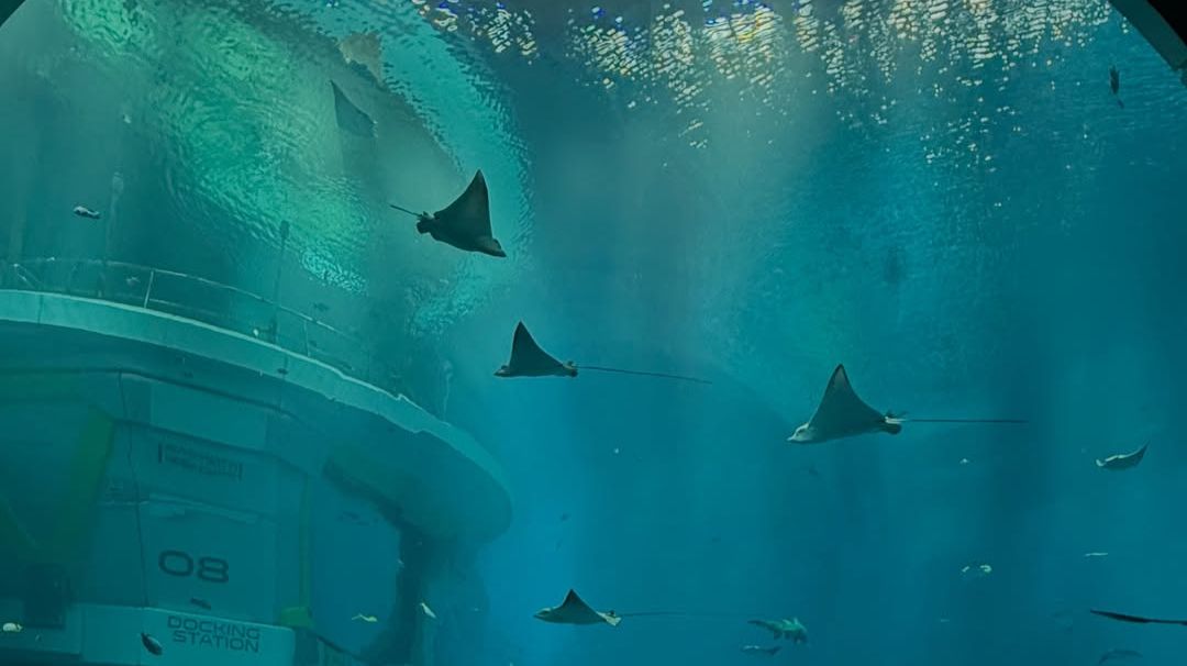 TONCOIN  стоит ли инвестировать в криптовалюту Telegram в 2025 году