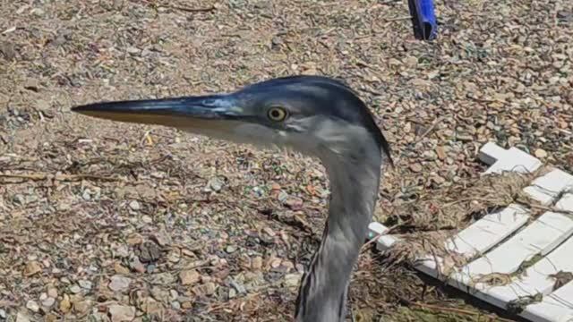 Цапля-позёрша. (Принцевы острова. Турция)