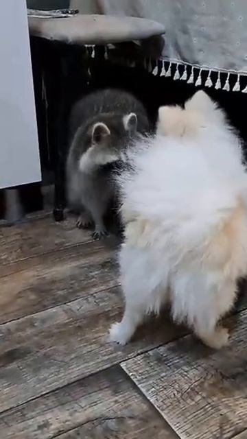 танец енота и собаки