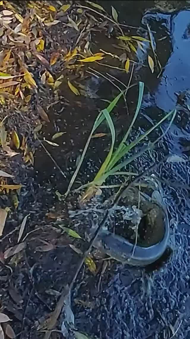 Злые поклевки щуки! Щука на микроджиг!