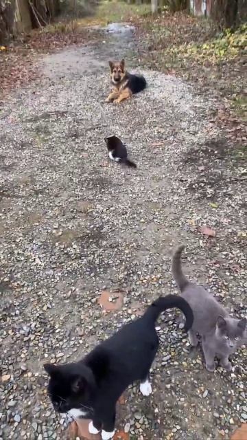 Немецкая овчарка 5 месяцев Граф!