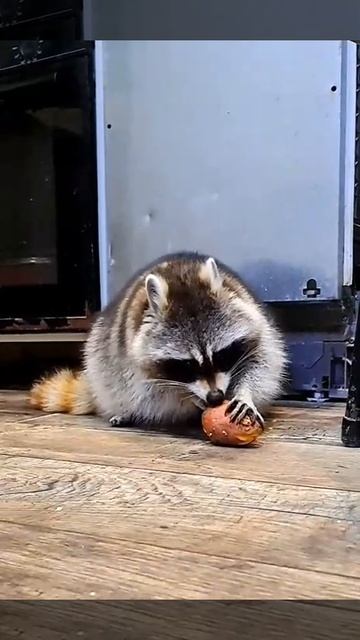 как еноты чистят картошку