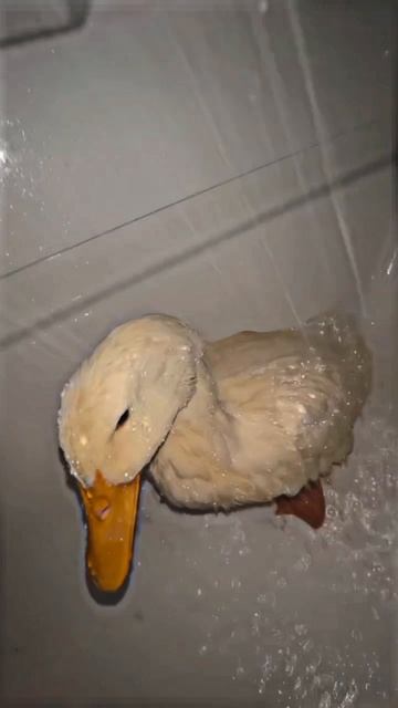 утка в душе