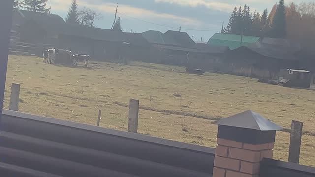 Коровы нет других одни какашки на двоих