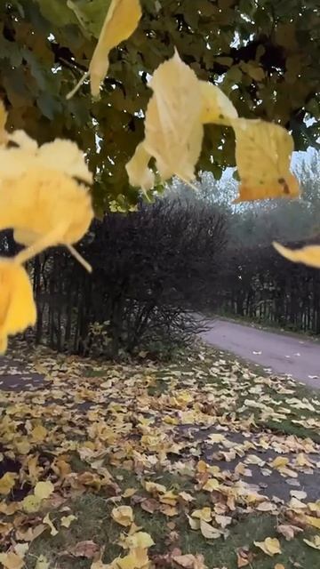 Капор-шарф из мериноса