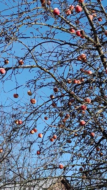 Яблоня зимнего сорта.