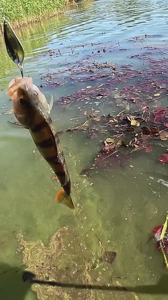 Окунь на блесну 