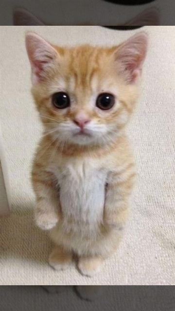 Lenar - Montagem Miau (Ay Mi Gattito Miau Miau)