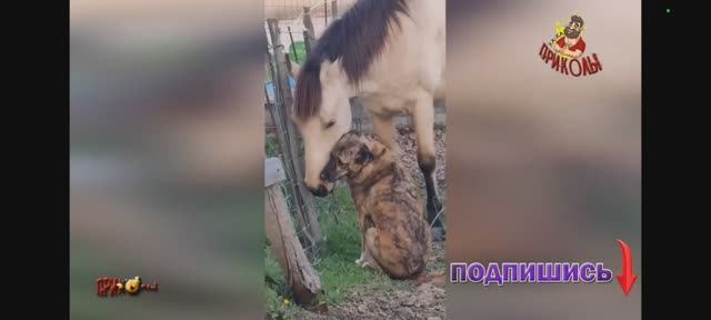 Животные смешные