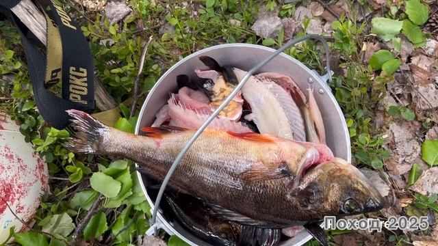 Ca1bd497b771e1fc13ed6d42cc610815