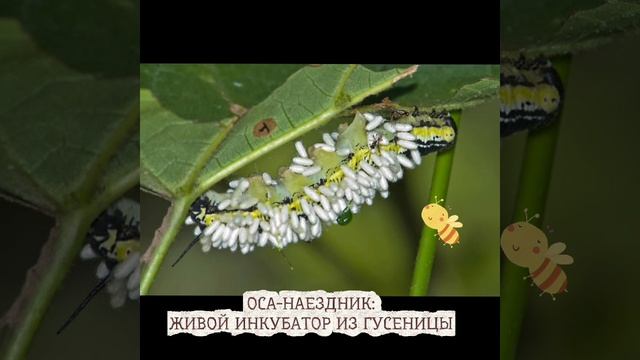 Оса-наездник