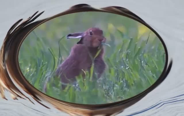Заяц всем известный
