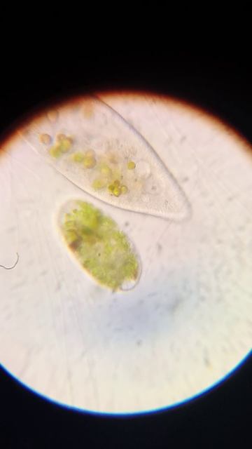 инфузория туфелька