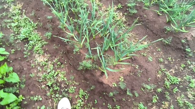 Счастливые Сибиряки Окучиваем картофель в деревне