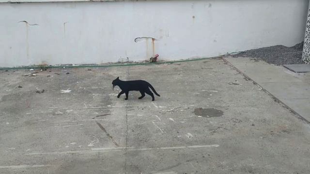 Первая рыбка. ( г.Будва. Черногория )