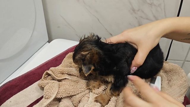 Малыши Йорки. Первое мытьё и тщательная проверка шерсти.