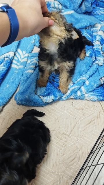 Чистые сонные Йорики