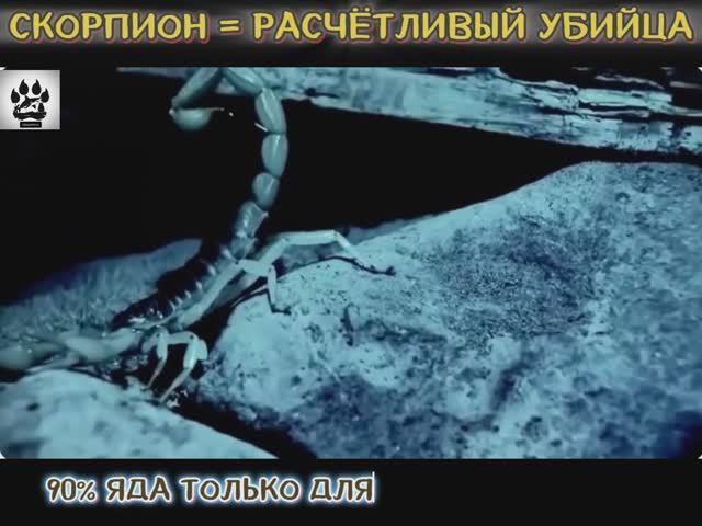 Невероятные факты о древнем паукообразном, которые вас шокируют! ☺️