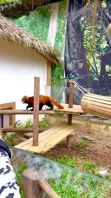 Yanoda Национальный парк Хайнань, Китай