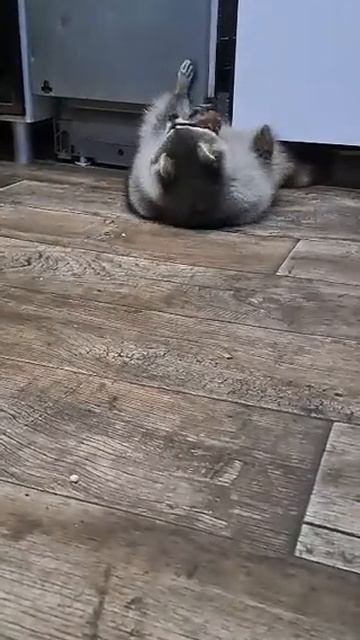 ПРИКЛЮЧЕНИЕ КАРТОШКИ И ЕНОТА