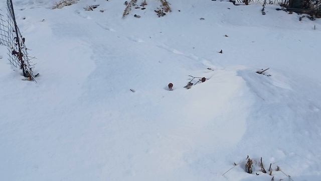 Пробежка по даче Колягино 20.11.2025