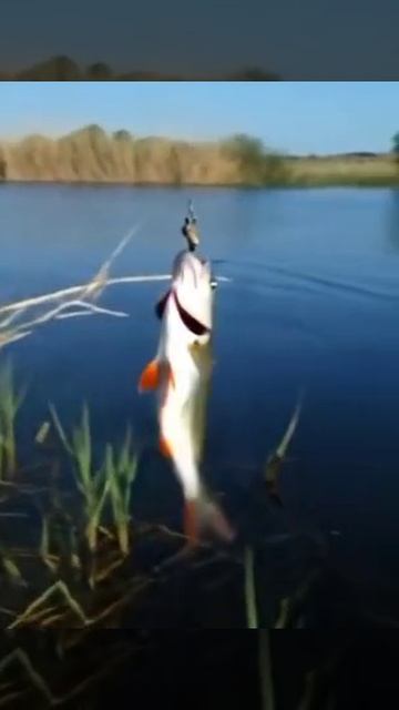 Живое фото, Басс.