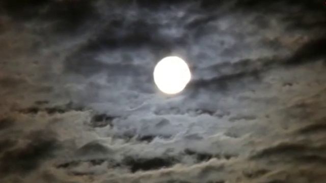 Анастатика Иерихонская роза Каф Марьям. Anastatica #anastaticaru