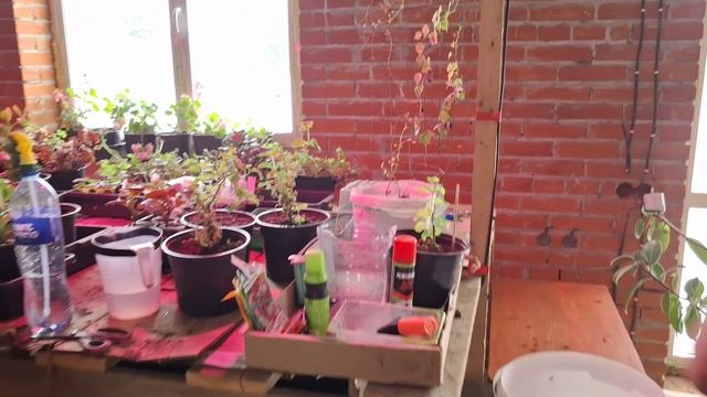 Галопом по Европам.Срочно полить цветочки и почистить снег