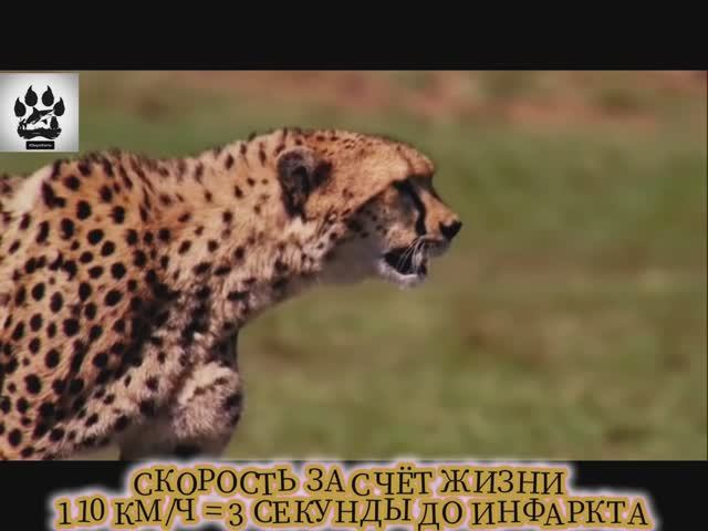 Невероятные факты о знаменитом, сухопутном животном, которые вас шокируют! ☺️