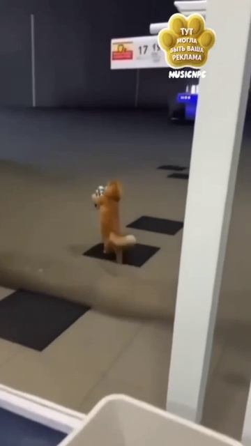 Кот на выходной