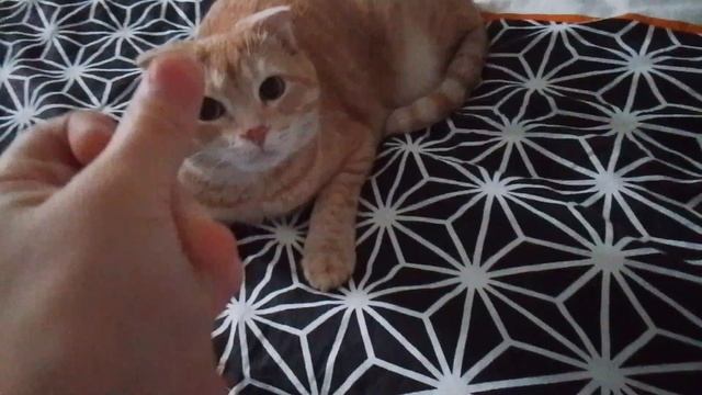 ТОП КОТЫ И КОШКИ