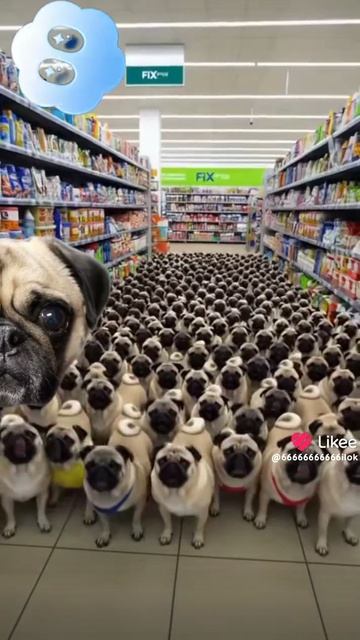 Буба мявал и мопс Мега хорошие