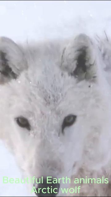 Красивые животные Земли - Arctic Wolf