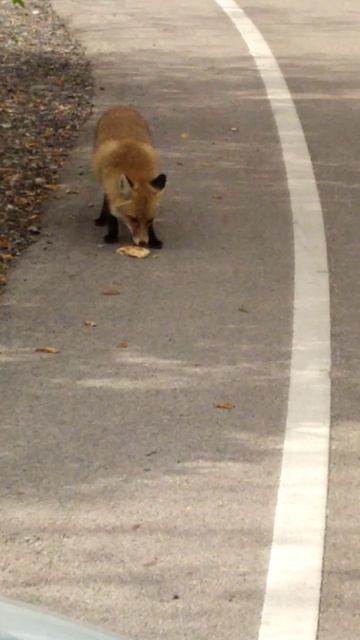 Лиса на трассе